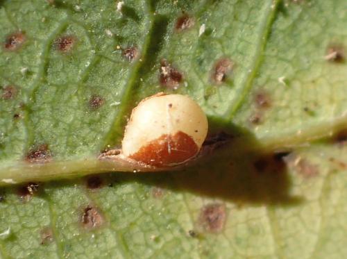 Neuroterus anthracinus